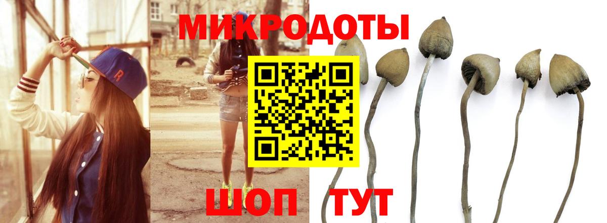 Галлюциногенные грибы Psilocybe  Вход с VPN  Псилоцибиновые грибы Psilocybe  Тельмана 